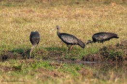 COVID-19 FUELING AN UPTICK IN POACHING: Three Critically Endangered Giant Ibis – Cambodia’s National Bird – Killed in Protected Area 